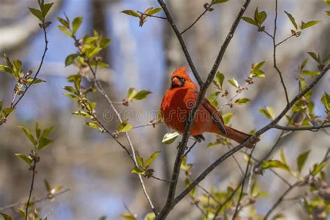 Male Northern Cardinal On Branch Stock Image Image Of Perching