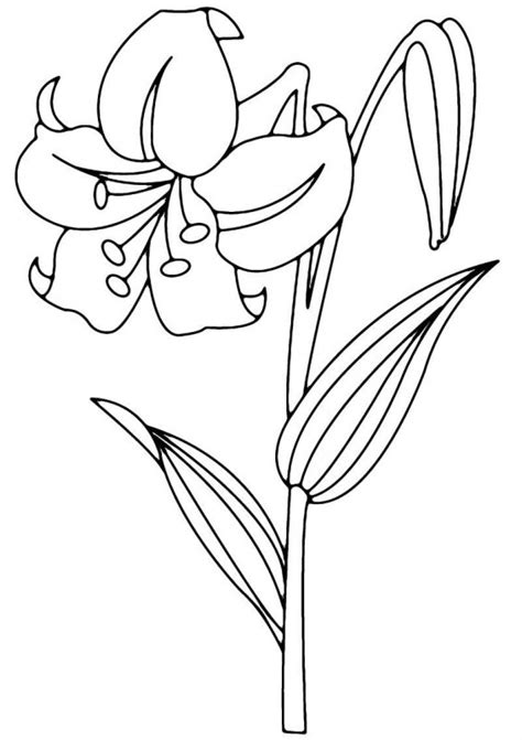 Tulpină plantare în format pdf. Desene cu Flori Clopotei de colorat, imagini și planșe de ...
