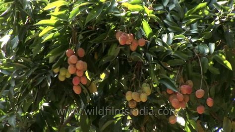 Lychee Trees Grow Best In Dehra Duns Humid Warm Climate Youtube