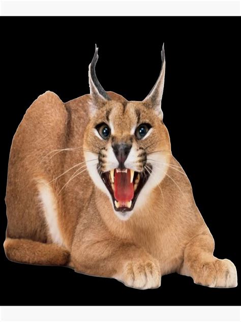 Floppa Angry Caracal Poster For Sale By Mzusa Redbubble