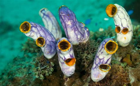 Tunicates: Miraculous Sea Squirts Named After Their ...