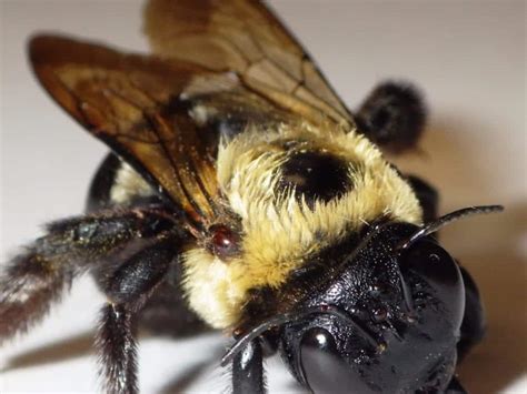 Paint or apply wood stains to what is the best product to kill carpenter ants? Investigate Carpenter Bees: Pointe Pest Control