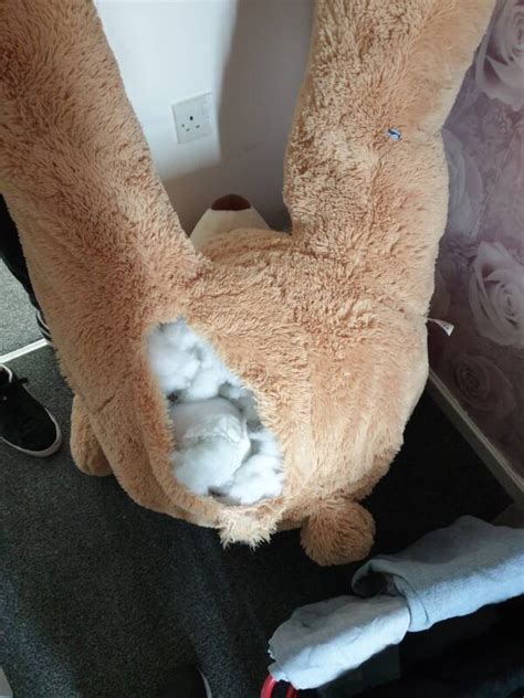 Joshua Dobson Caught Hiding From Police Inside A Teddy Bear