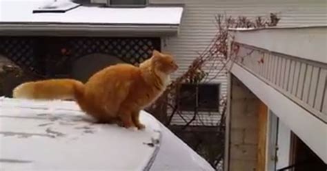 Cat Jumps A Compilation Of Wins And Fails Video Huffpost Uk