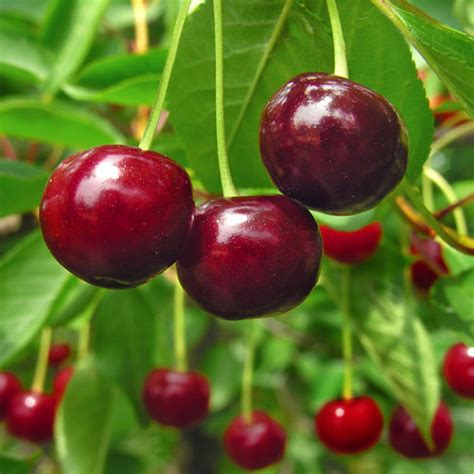 Stella Cherry Trees For Sale