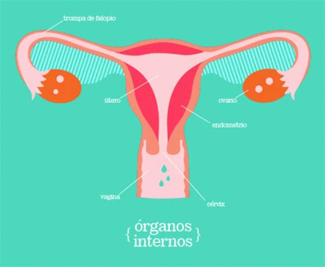 El Aparato Reproductor Femenino En Qué Consiste Y Cómo Funciona Eres