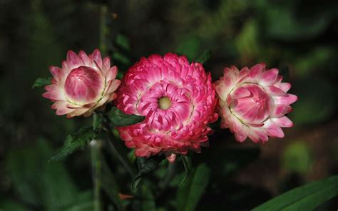Images Gratuites Fleur Pétale Botanique Rose Flore Les Plantes