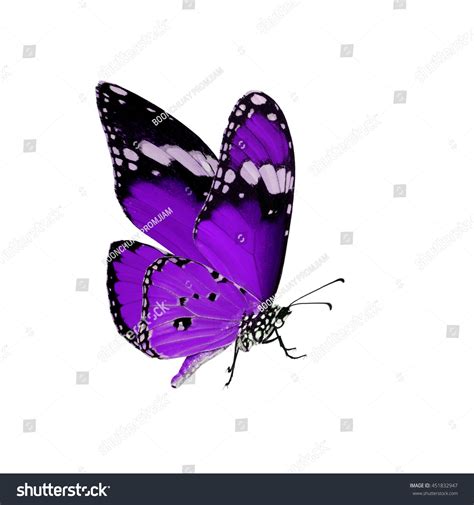 Beautiful Purple Butterfly Flying Isolated On Stock Photo 451832947