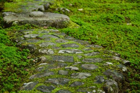 Another factor that affects moss is available sunlight. How Do I Get Rid Of Moss In My Lawn? - The Housing Forum