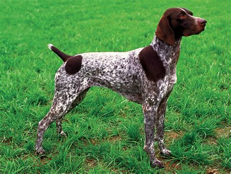 A Guide To The Non Traditional Duck Hunting Dog Breeds Greenhead