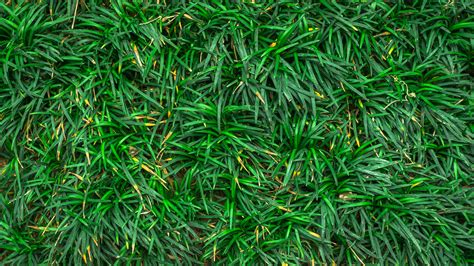 Download Wallpaper 3840x2160 Green Grass Close Up Ground Uhd 4k Background