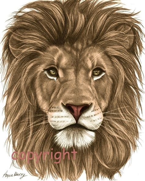 Lion Pencil Drawing Colored 8x10 Fine Art Print By Theberrypress