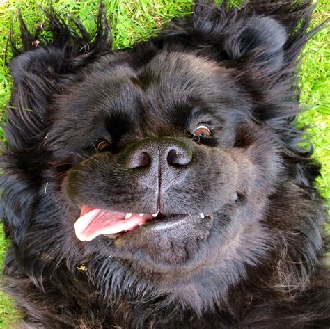 My Beautiful Newfoundland Dog Newfoundland Dog Cute Dog Pictures