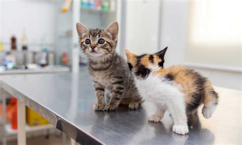 Dealing With Kitten Diarrhea Causes Symptoms Treatment And