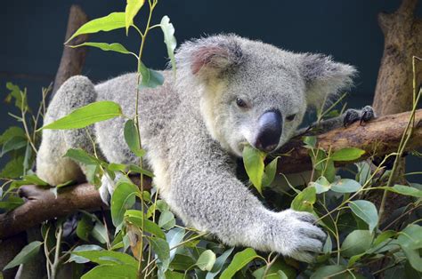 Koala Bears As Pets