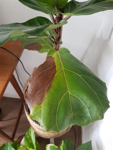 Please Help What Are These Brown Spots On My Ficus Diy Gardening