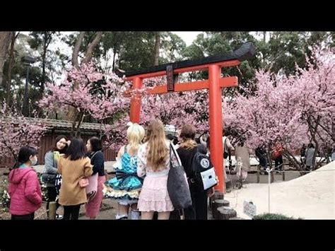 2022 Sydney Cherry Blossom Festival Auburn Botanic Gardens YouTube