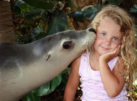 Seal Kisses Picture Of Pet Porpoise Pool Dolphin Marine Magic