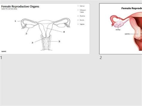 Female Reproductive System Worksheet Labeled Sexiz Pix