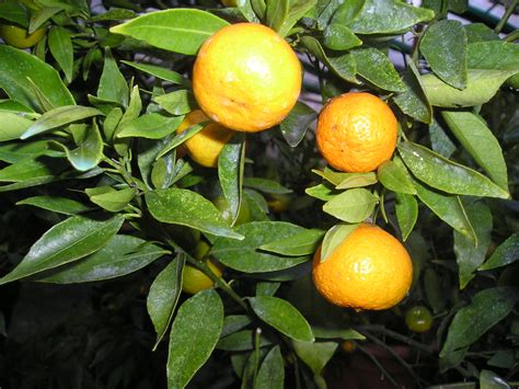 Orange Lane Late Citrus Sinensis Sylvestre Agrumes