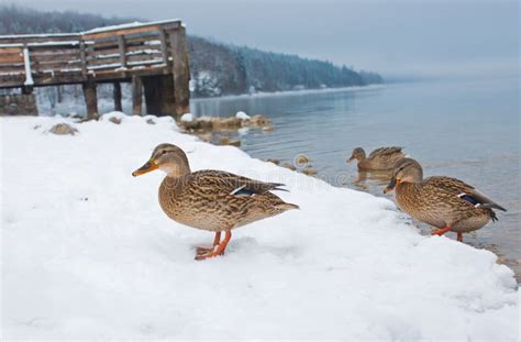 Ducks On The Snow Stock Image Image Of Duck White Fauna 64738515
