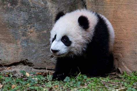 Young Giant Panda Twins At Zoo Atlanta Venture Outdoors Features
