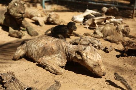 Sickening Zoo In Gaza Strip Forced To Leave Animals To Mummify And Rot