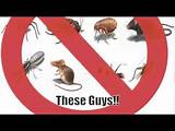 Pest Control License In South Carolina