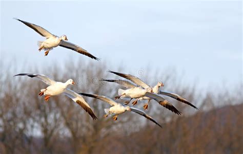 Snow Geese Fly In For Landing Stock Photo Image Of Graceful