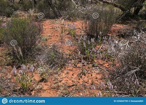 View Of Bushland With Flowering Pink Mulla Mulla Wildflowers Stock