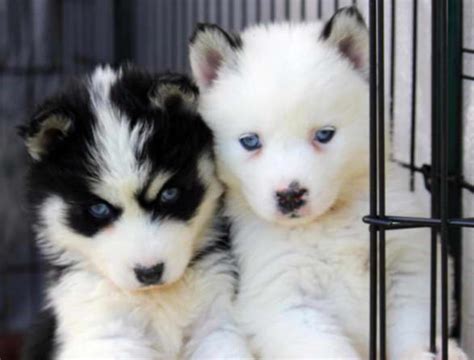 Siberian huskys in oregon for sale/adoption. Husky Puppies in Oregon For Sale | petswithlove.us