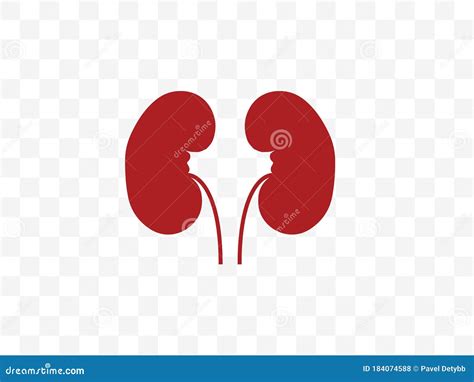 Kidneys For Medical Design Cartoon Internal Organ Concept Of