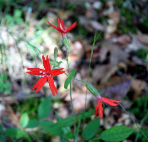 Fire Pink Wildflower Flickr Photo Sharing