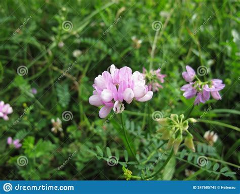 Crownvetch With Purple Flowers Stock Image Image Of Butterfly