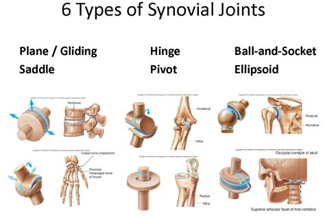6 Types Of Synovial J Everything Orthopaedic Pinterest