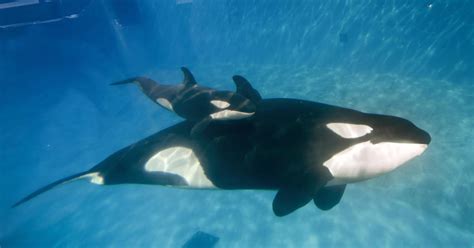 Scientists Voice Concerns Over Seaworlds Decision To Stop Breeding Killer Whales Cbs New York