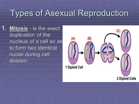 What Are The Different Types Of Asexual Reproduction A Plus Topper Riset