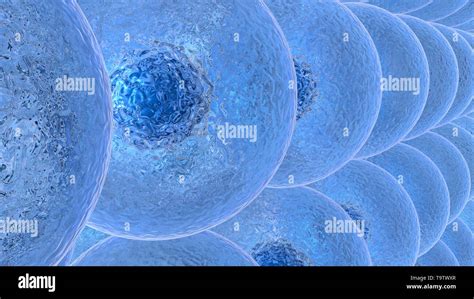 3d Illustration Of Cell Division Process Stock Photo Alamy