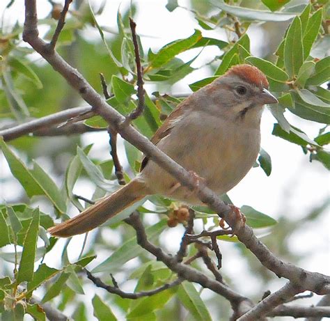Rufous Crowned Sparrow Birds Of San Diego County California
