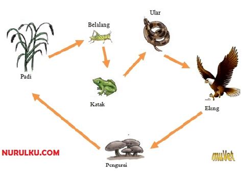Gambar Rantai Makanan Di Laut Gambar Rantai Makanan Di Sawah Wulan
