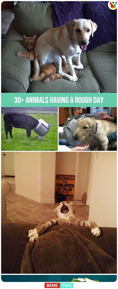 30 Funny Photos Of Clumsy Animals Having A Rough Day Daily Afternoon