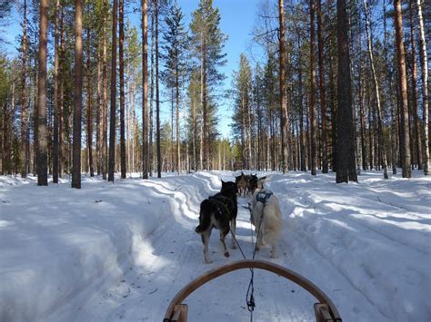 Dog Sledding In Lapland Finland Stock Photo Image Of Holidays