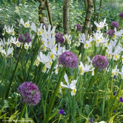Collection Allium Iris de Hollande bulbes pour une scène blanche