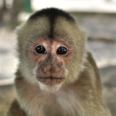 Amazon Monkey Monkey In The Amazon Equador Thomas Sulkiewicz Flickr