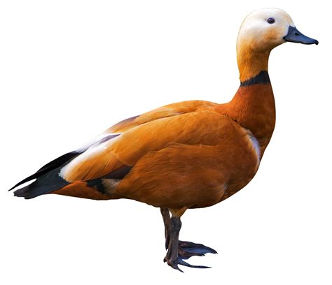 Shelduck Png Image Purepng Free Transparent Cc0 Png Image Library