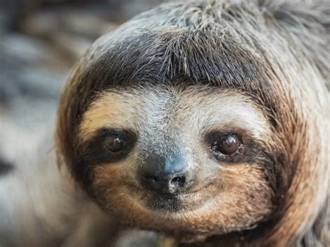 All 6 Different Types Of Sloths In The Americas With Photos