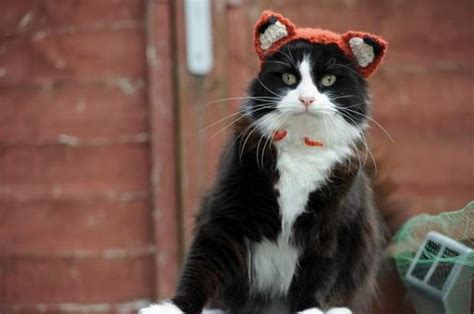 Cats In Hats Pattern Book For Crafters Goes Redonkulously Viral The