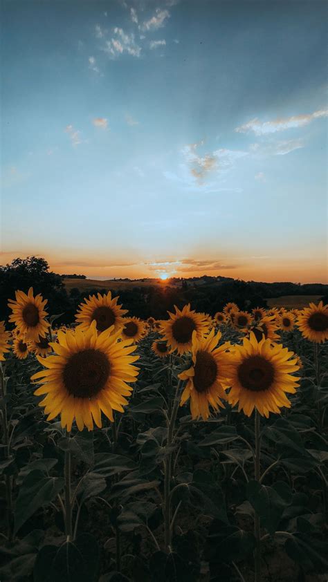 Sunflower Field Sunset Hd Wallpaper