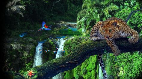 Rainforest Animal Ecosystems Rainforest Animal