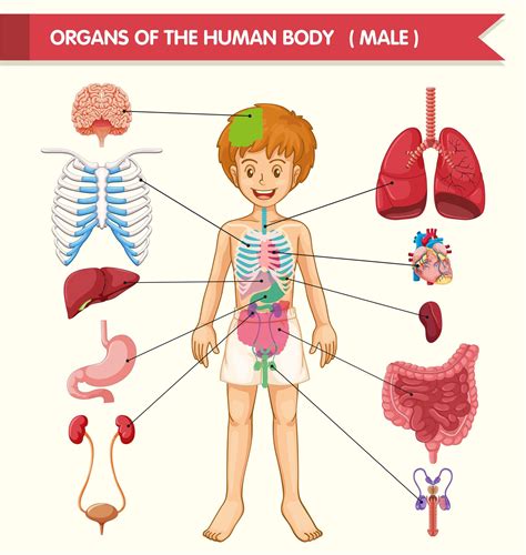 ilustração médica científica de órgãos do corpo humano 1541656